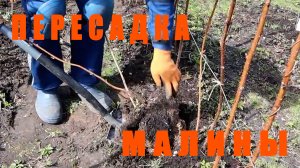 Как сажать ( пересаживать) малину весной