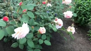 Английские розы. Роза Э Шропшир Лэд (начало цветения, 3 зона)