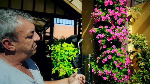 PAPS Vertical Gardens - Plant of the week Calibrachoa смотреть онлайн