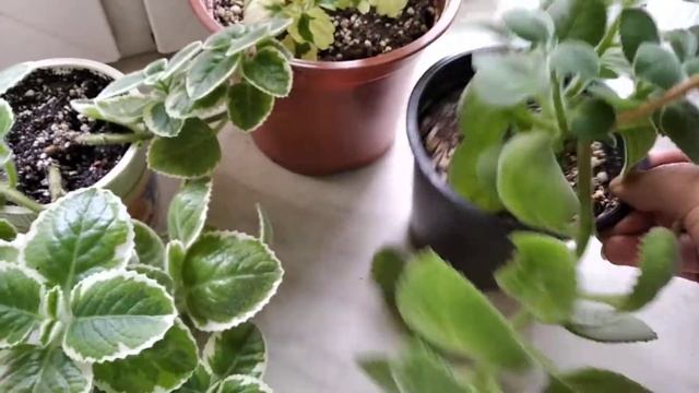 Плектрантусы.