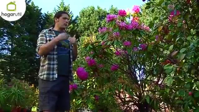 Poda de rododendros - Decogarden смотреть онлайн