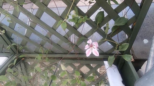 My Clematis Got Infected by Aphids. Mirror is working so far смотреть онлайн