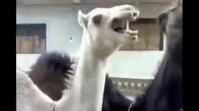 Верблюд смеётся от души смотреть онлайн