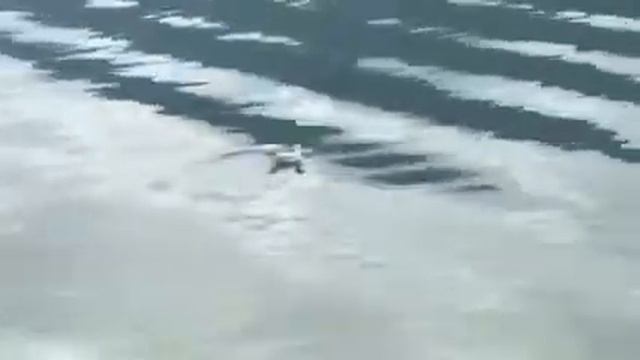 Может ли утка утонуть? смотреть онлайн