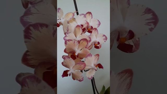 Цвітіння фалів "Pasadena", "Papagayo" і "Legato" смотреть онлайн