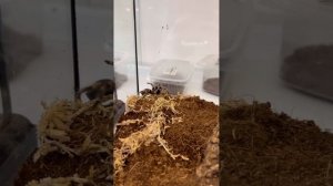 ? Кора пробкового дуба для террариума и аквариума #exomenu #аквариум #террариум