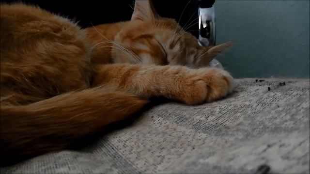 Мой кот.Кличка "Рыжий". My red cat sleeps смотреть онлайн