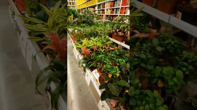 Цветочный отдел в Леруа❤ смотреть онлайн