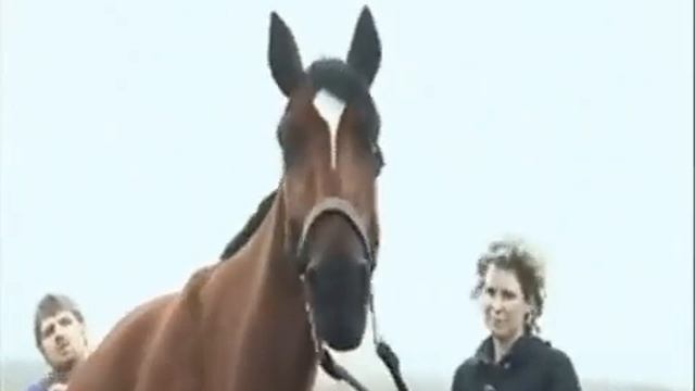 Лошадь без ног!!! смотреть онлайн