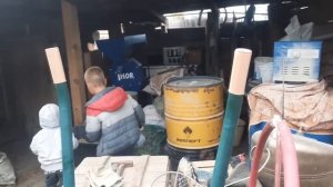 Дешевое содержание свиней. Венгерская мангалица.