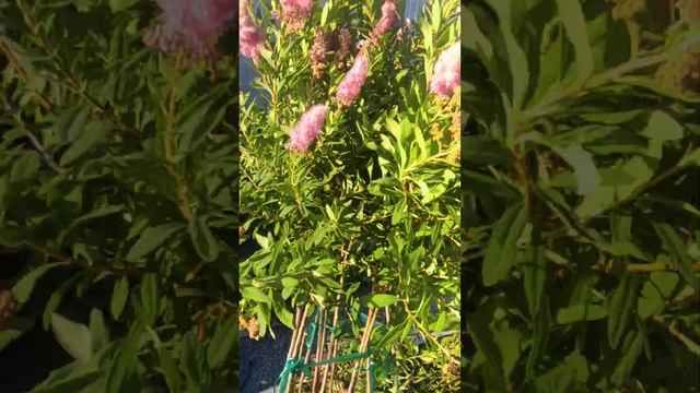 Как вам такой вариант стрижки спиреи иволистной? ?28.06.2023 смотреть онлайн