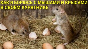Курятник на даче. Как я борюсь с крысами и мышами