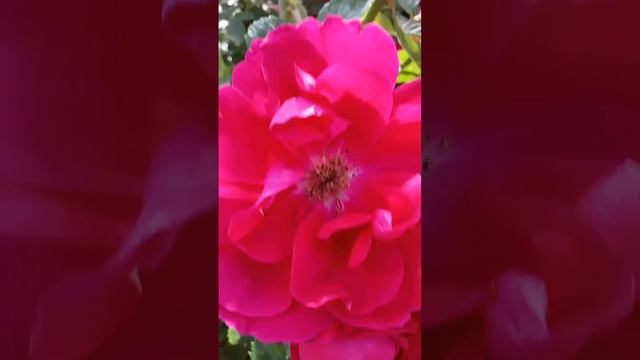 Мои розы . смотреть онлайн