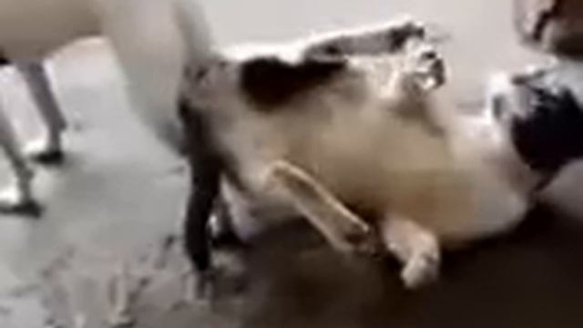 Зарождение КОТОПЕСа