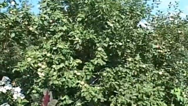 Валерий Панов: Время посадки саженцев плодовых деревьев? смотреть онлайн