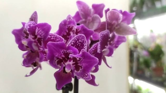 Новый завоз!!! 25.10.21(часть 1) смотреть онлайн