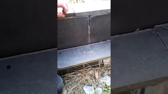 Ящерица скинула хвост!!! смотреть онлайн