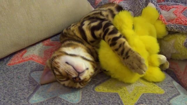 БЕНГАЛЬСКИЙ КОТ УСТАЛ ПОСЛЕ ТЯЖЕЛОГО ТРУДОВОГО ДНЯ Bengal Cat Sleeping