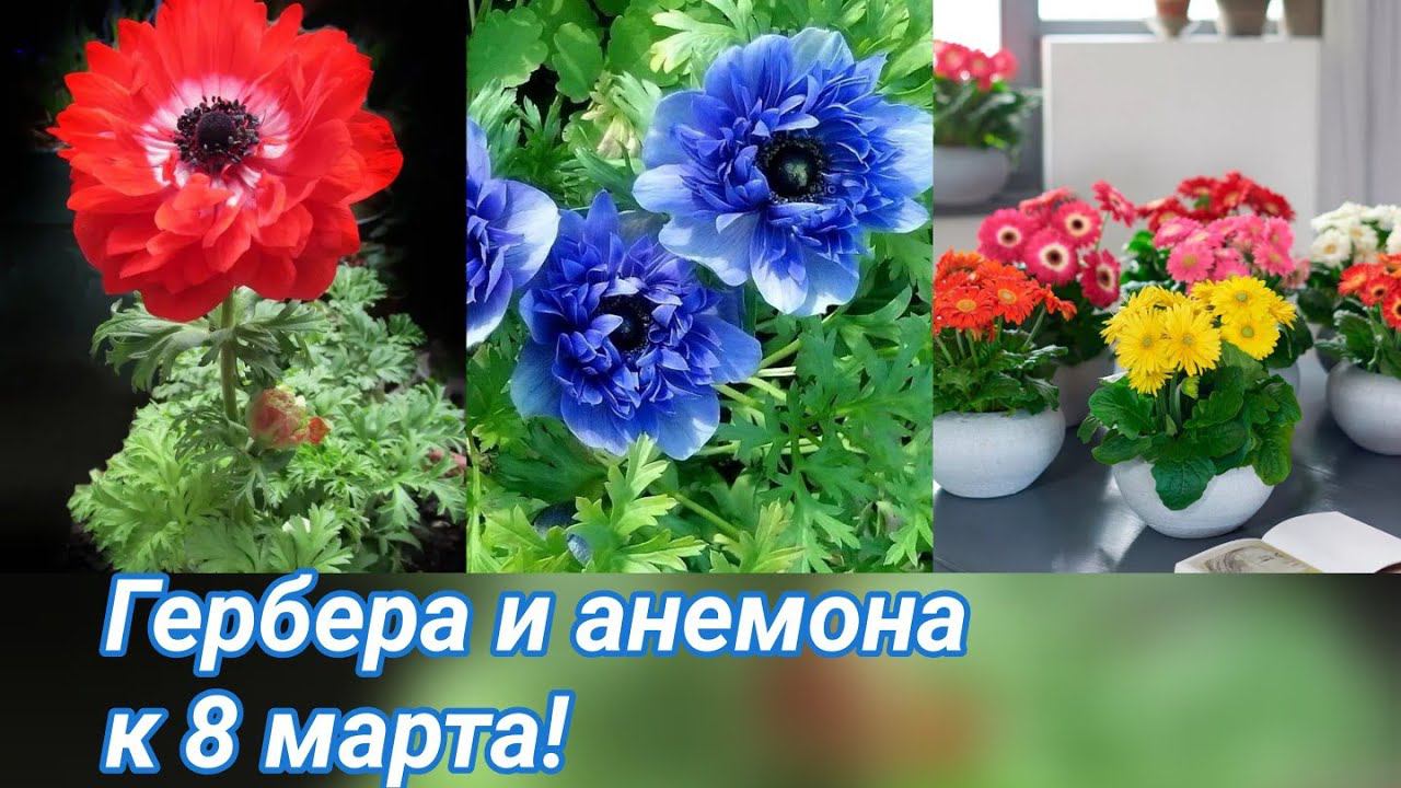 Герберы и анемоны к 8 марта! Первичная перевалка и обработка. смотреть онлайн