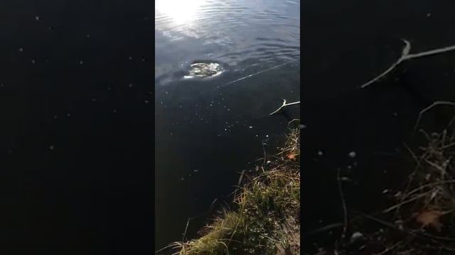 ВОТ ЭТО НЕВЕРОЯТНОЕ СОПРОТИВЛЕНИЕ РЫБЫ!!! УДИВИТЕЛЬНО И ИНТЕРЕСНО! смотреть онлайн