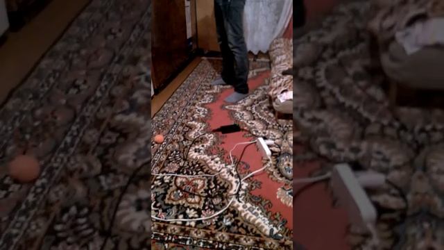 Купаем хорька смотреть онлайн