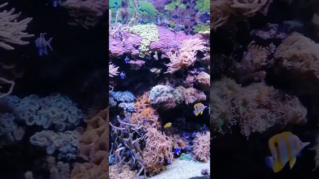 Красное море в Египте! Коралловые рифы смотреть онлайн