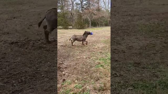 Donkey Delighted About New Ball || ViralHog смотреть онлайн
