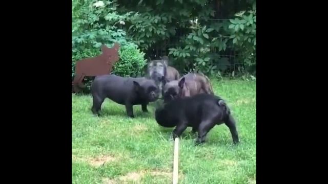 Funny and Cute French Bulldog Puppies Compilation #2 - Cutest French Bulldog смотреть онлайн