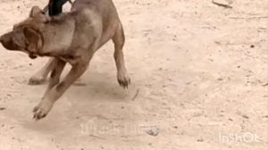 ПРИКОЛЫ над собаками 3 ок