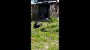 Монтаж свайного поля под дом 5х8,5 за четыре часа