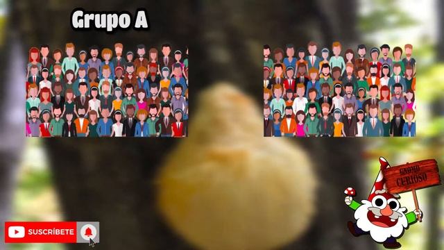 Cómo RECONOCER HONGOS COMESTIBLES MEDICINALES, Hericium erinaceus, el hongo Melena de León ?? смотреть онлайн