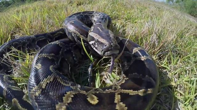WSIU- A PYTHON ATE MY RESEARCH INFOCUS смотреть онлайн