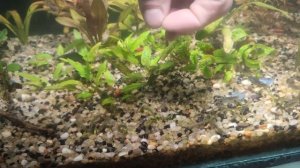 Эксперимент улитки теодоксус против водорослей в аквариуме. Выпуск √1