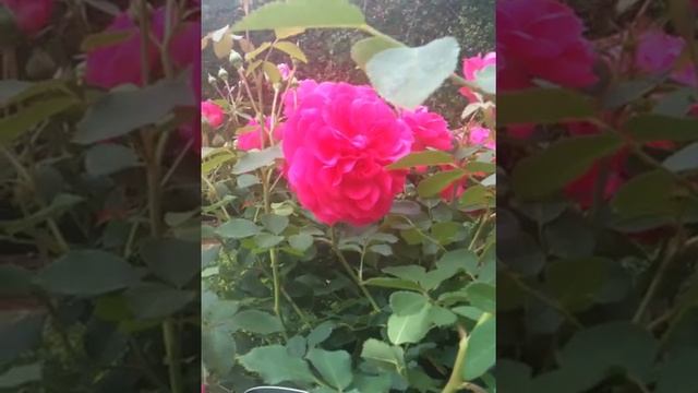 Rosa Sir John Betjeman смотреть онлайн