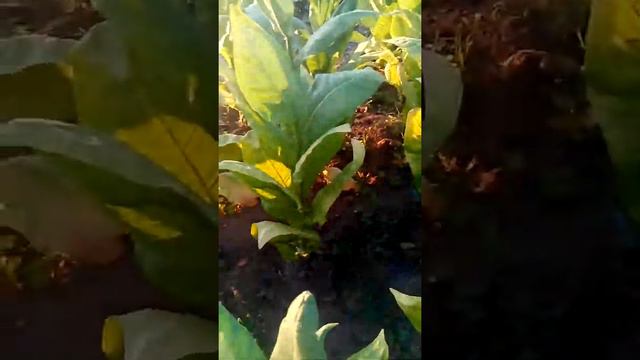 цвет табака