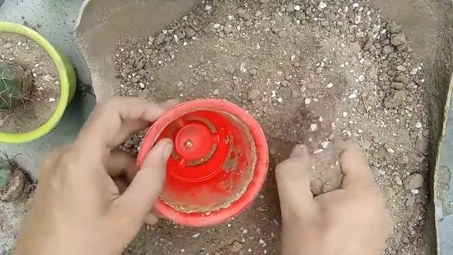 Ferocactus chrysacanthus Rubrispinus repoting смотреть онлайн