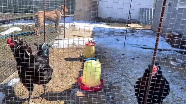 #385 Переселили цыплят и чуть не остались без брудера / Переезд из Москвы на хутор смотреть онлайн