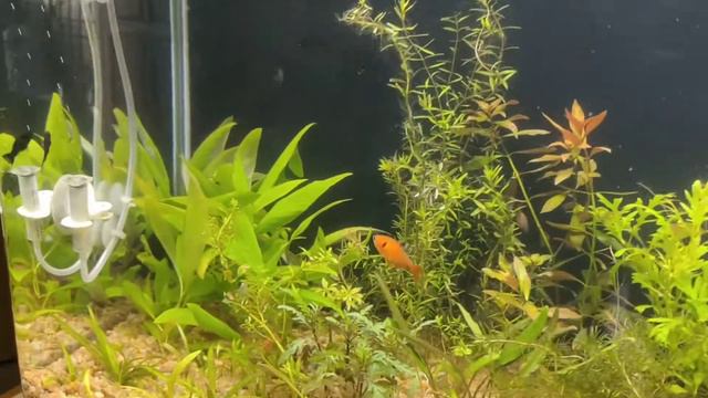 Planted Tank set up using soil смотреть онлайн