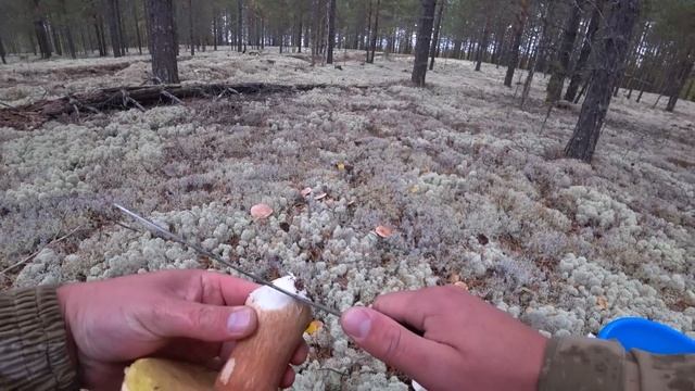 Осень. Тихая охота 2020. Архангельская область. Урдома. смотреть онлайн