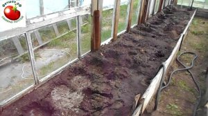 Как я высаживаю помидоры в теплиц