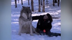 5 САМЫХ СТРАШНЫХ И БОЛЬШИХ ВОЛКОВ СНЯТЫХ НА КАМЕРУ. ОГРОМНЫЙ ВОЛК!