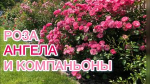 Компаньоны розы Ангела Rose Angela Все разные Кто подходит на эту роль