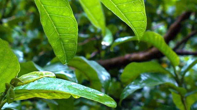 Forest Birds Sounds: Relaxing Soundtrack and Piano Music, Meditation, Sleep,Study and Piano Music смотреть онлайн