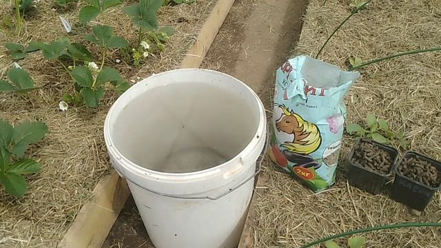 Одна из не дорогих стартовых подкормок земляники (клубники) // Ягодный Огород смотреть онлайн