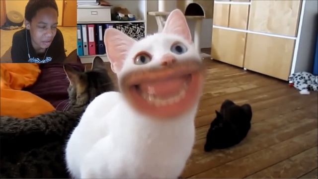 MEOW REACTION | Uh....MEOW