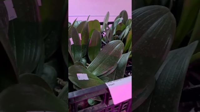 Наличие орхидей у Владюши😍 смотреть онлайн