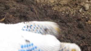 Компост в мешках  или как мы боремся с сорняками!!! И пару слов о малине!