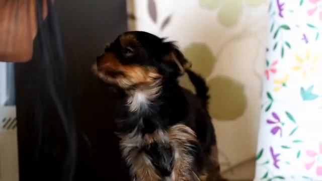 Чудесная нежная девочка Йорк / Купить щенка йоркширского терьера смотреть онлайн