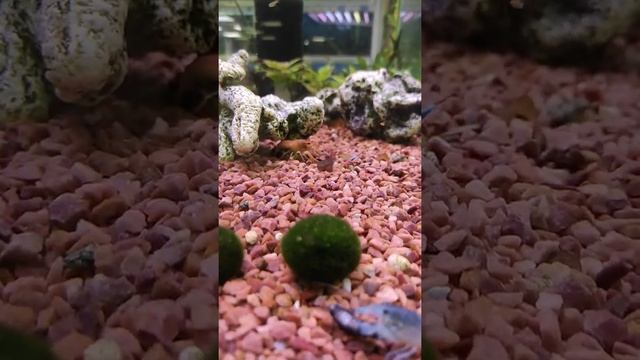 Раки: синий и красный. смотреть онлайн