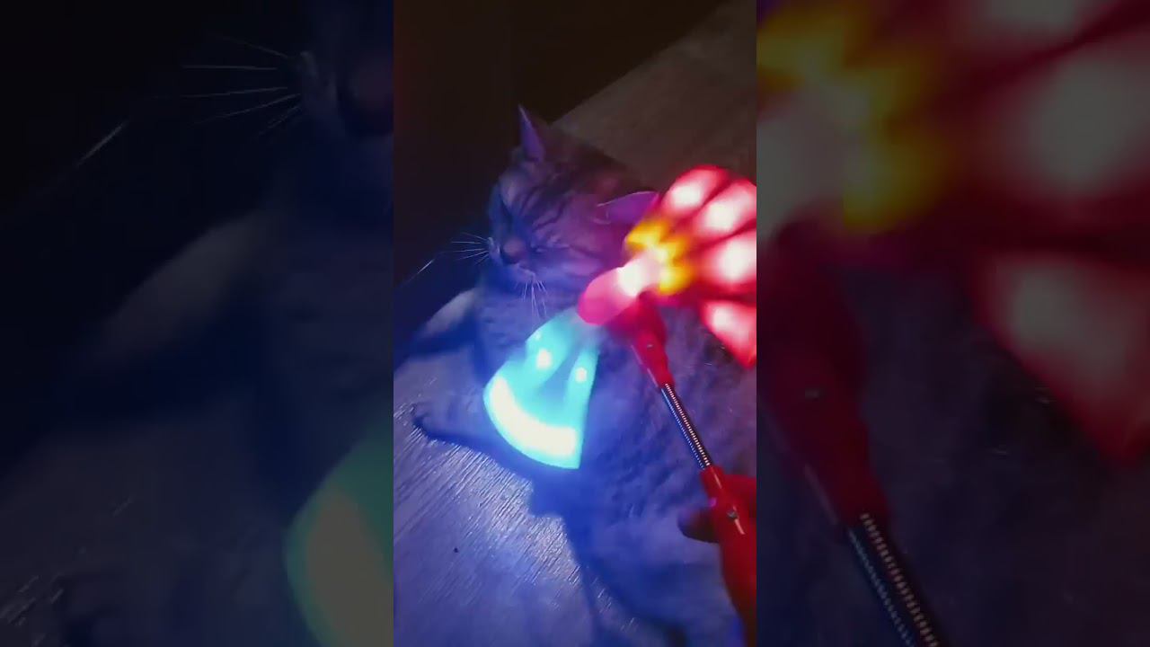 Котик злится на игрушку! #shorts смотреть онлайн
